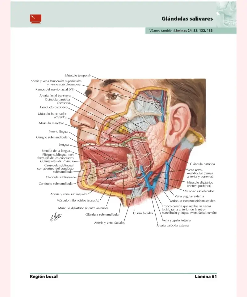 Atlas de Anatomía Humana 5ª edición - 2