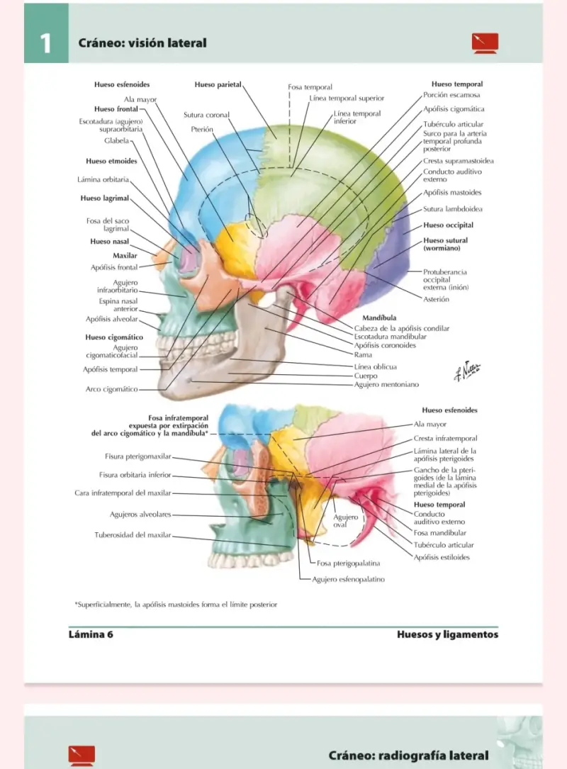 Atlas de Anatomía Humana 5ª edición - 3