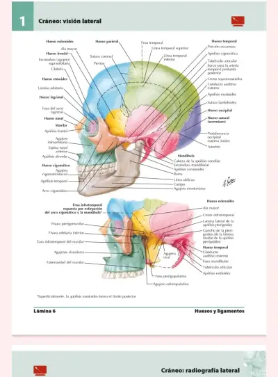 Atlas de Anatomía Humana 5ª edición - miniatura 3