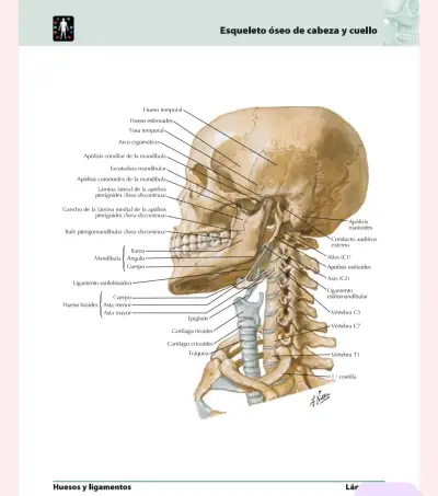 Atlas de Anatomía Humana 5ª edición - miniatura 4