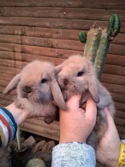 Conejitos miniloop - miniatura 2