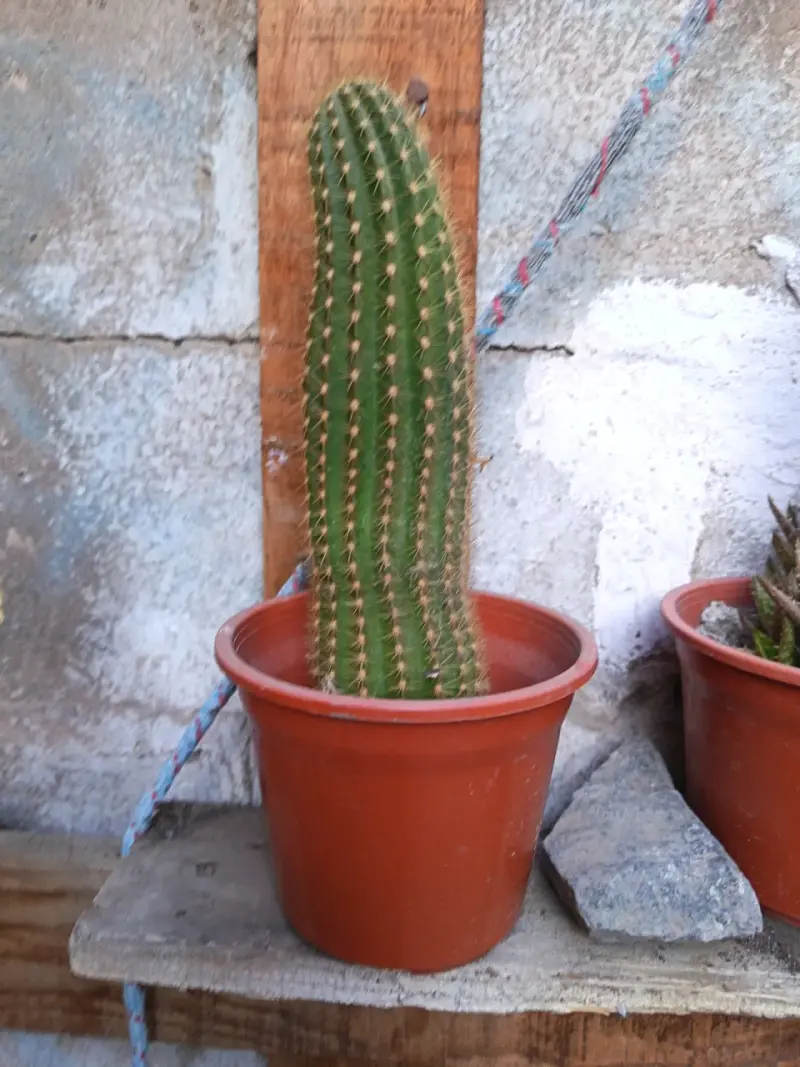 Cactus en maceta plástica