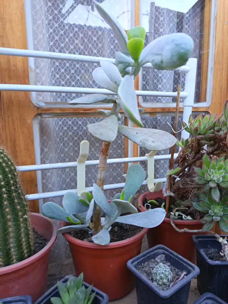 Planta suculenta en maceta