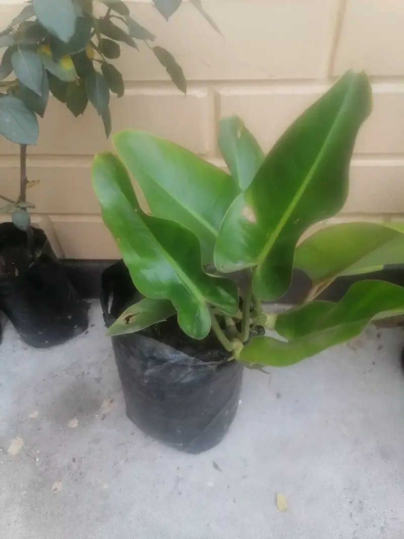Planta Filodendro Verde en Bolsa