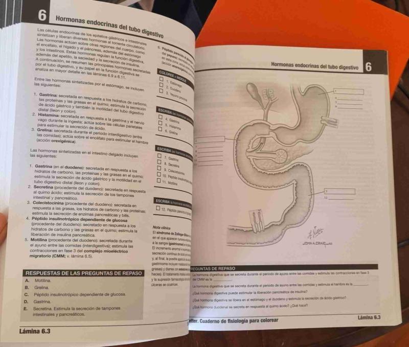Netter Cuaderno de Fisiología para colorear - 4