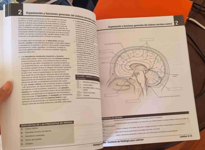 Netter Cuaderno de Fisiología para colorear - 5