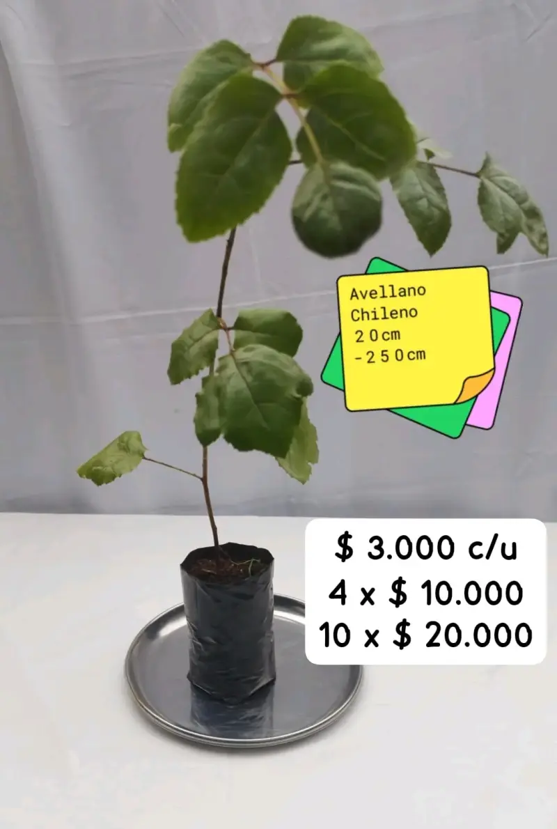 Planta árbol Avellano Chileno