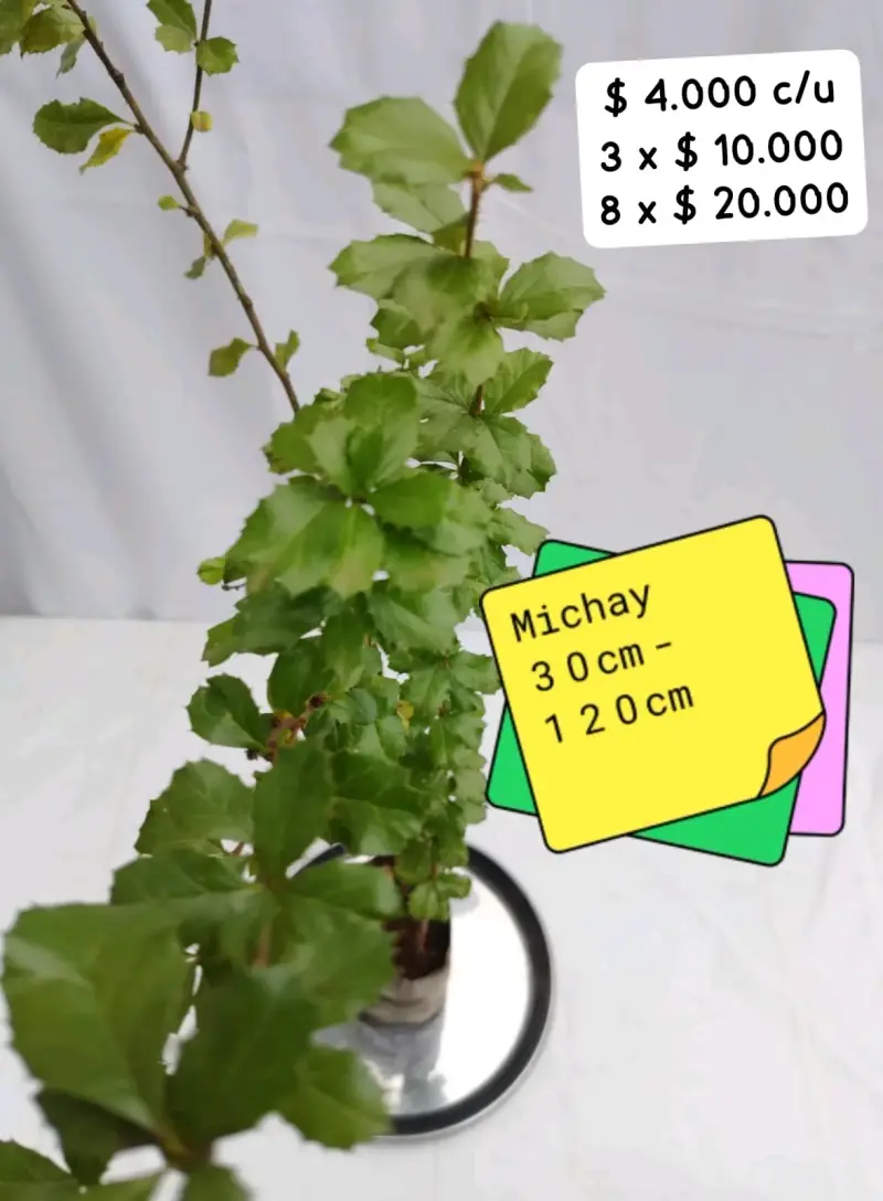 Planta de Michay