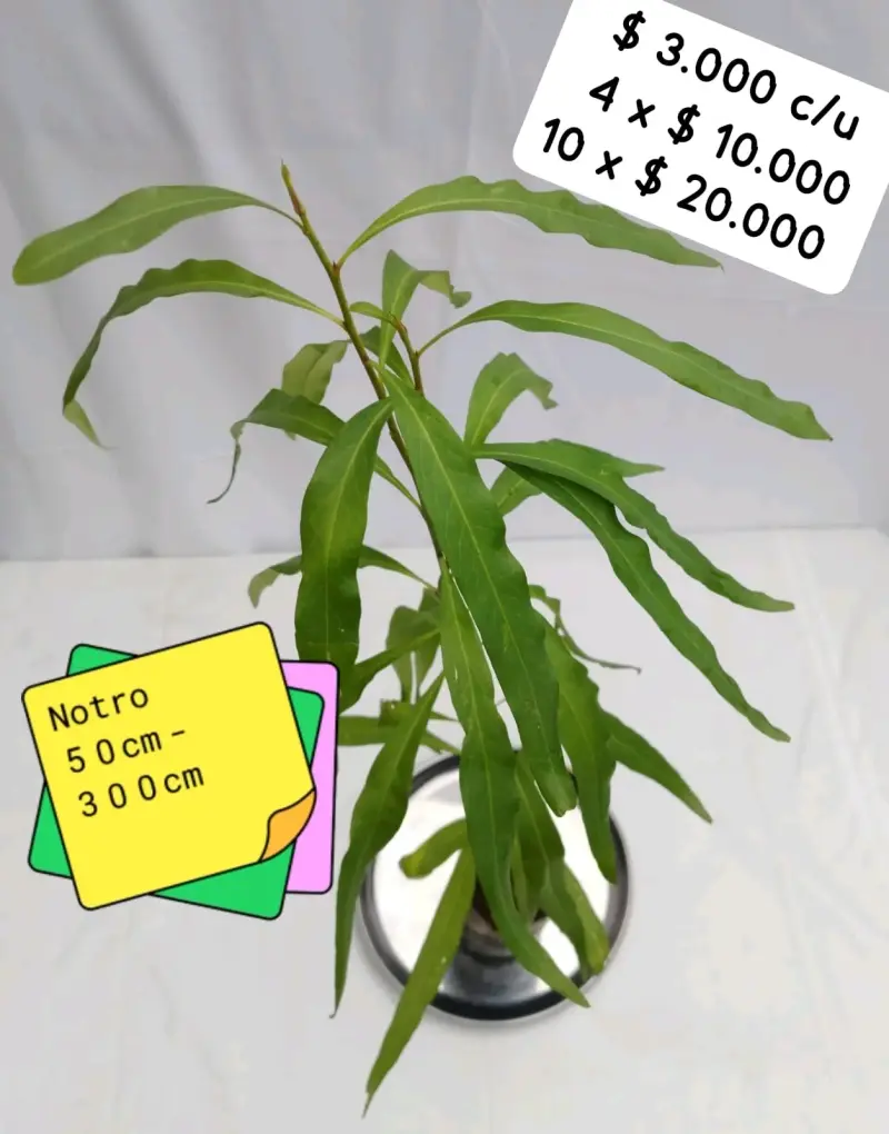 Planta árbol de Notro