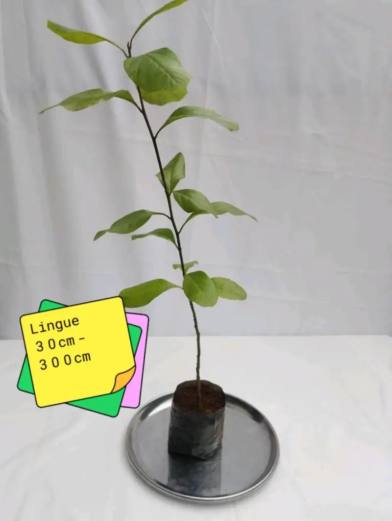 Planta árbol de lingue