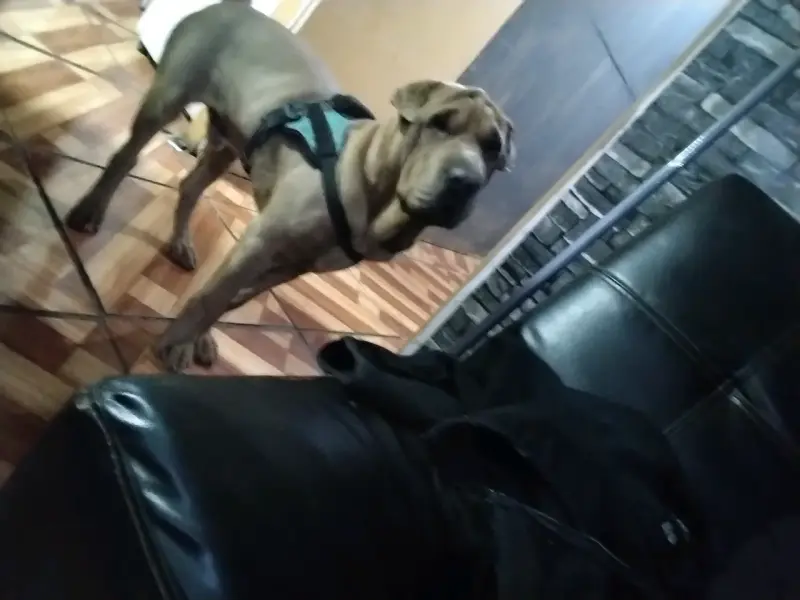 Se vende charpei chino de 5 meses - 1