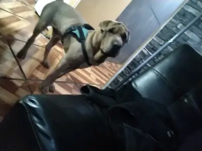 Se vende charpei chino de 5 meses - miniatura 1