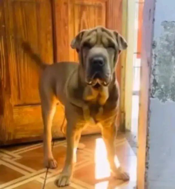 Se vende charpei chino de 5 meses - 2