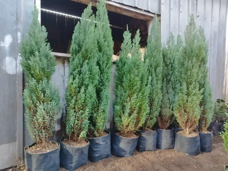 Pinos Azul Woody