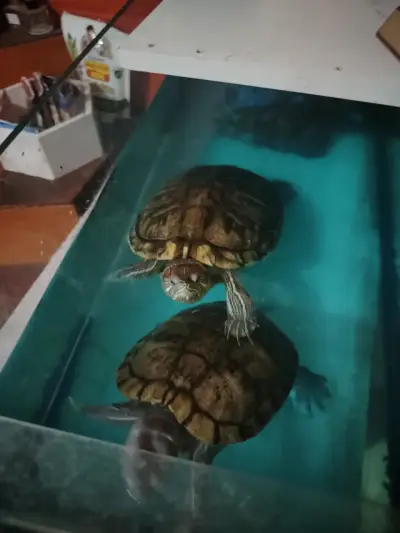 Tortugas de agua - miniatura 1