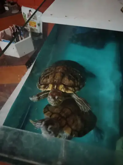 Tortugas de agua - miniatura 2