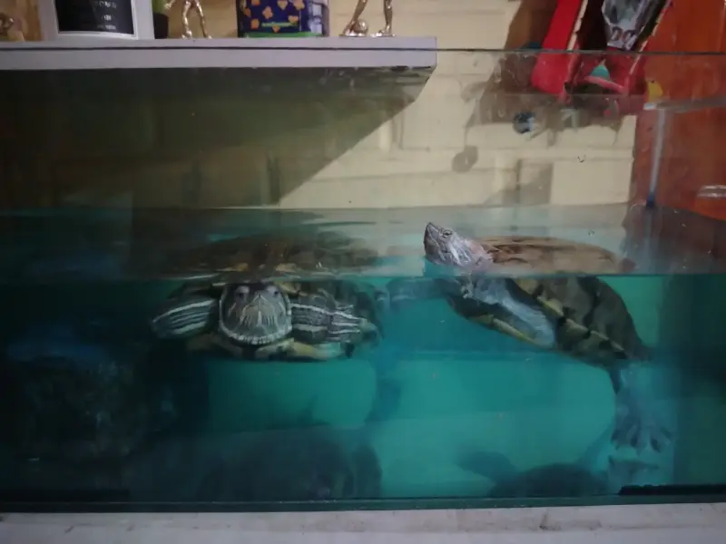 Tortugas de agua - 3