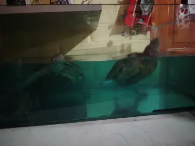 Tortugas de agua - miniatura 4