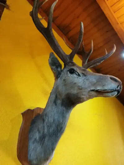 Cabeza de ciervo taxidermizada - miniatura 1