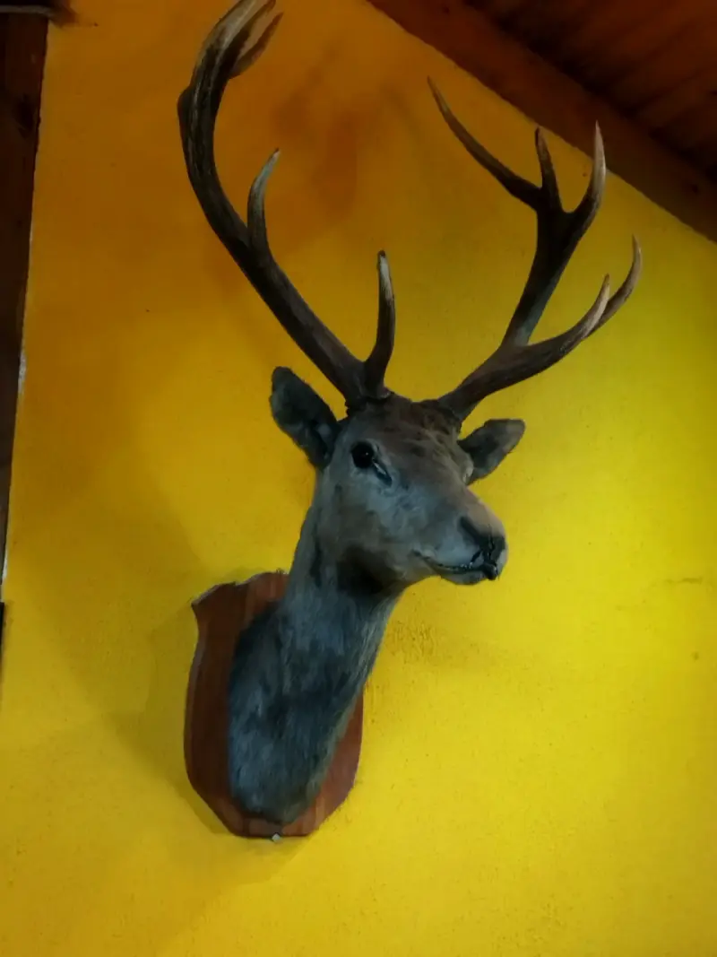 Cabeza de ciervo taxidermizada - 2