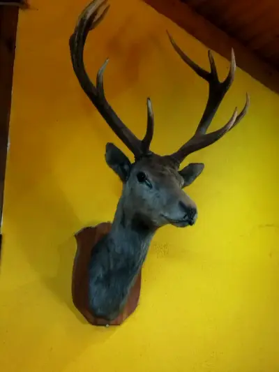 Cabeza de ciervo taxidermizada - miniatura 2