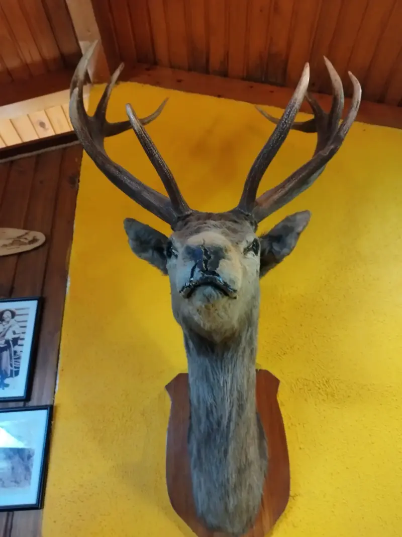 Cabeza de ciervo taxidermizada - 3