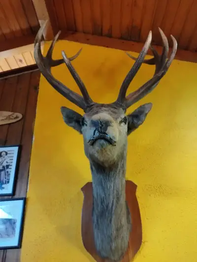 Cabeza de ciervo taxidermizada - miniatura 3