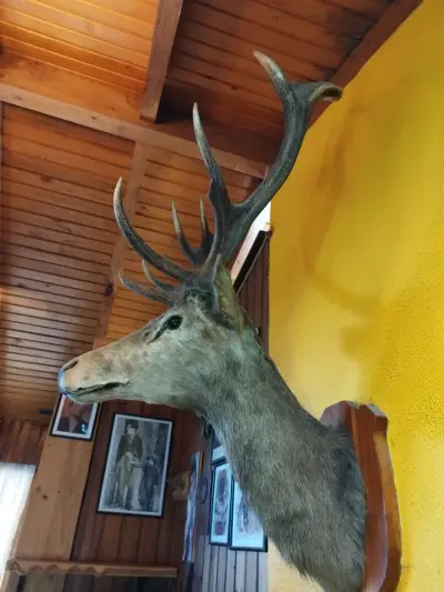 Cabeza de ciervo taxidermizada - miniatura 4