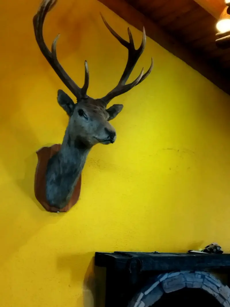 Cabeza de ciervo taxidermizada - 5