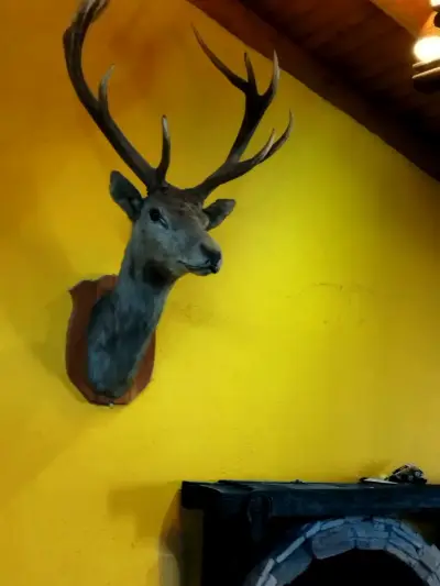 Cabeza de ciervo taxidermizada - miniatura 5
