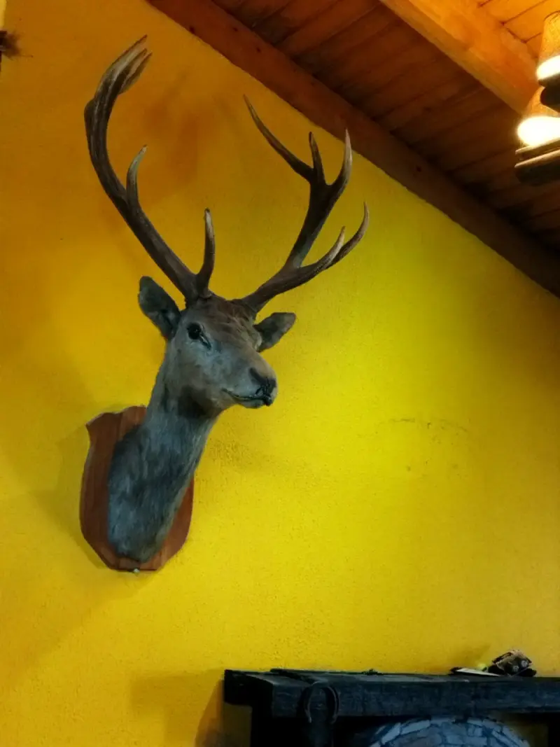 Cabeza de ciervo taxidermizada - 6