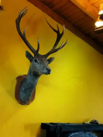 Cabeza de ciervo taxidermizada - miniatura 6