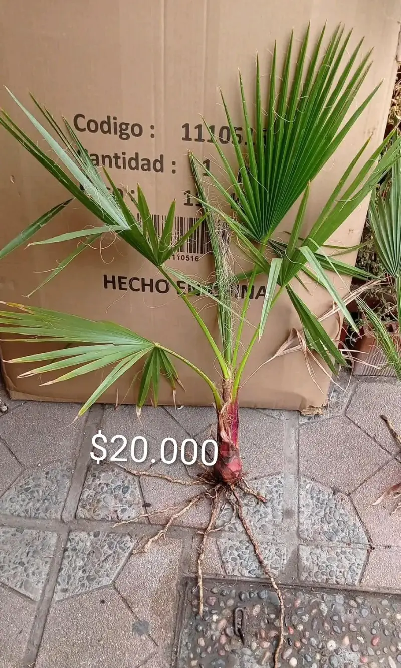 Palmeras de hojas de abanico - 3