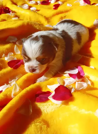 Chihuahua - miniatura 1