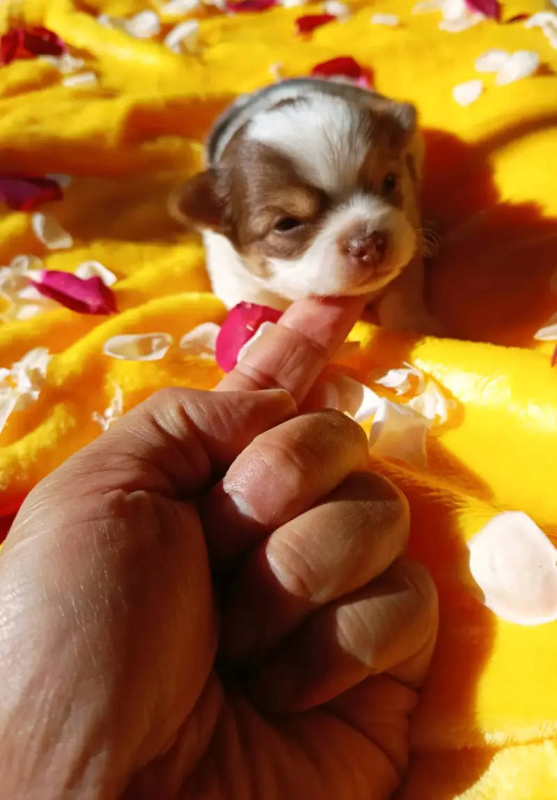 Chihuahua - 2