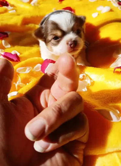 Chihuahua - miniatura 3