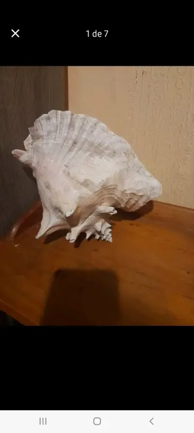 Caracol decorativo grande - miniatura 1