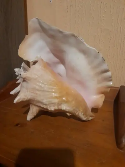 Caracol decorativo grande - miniatura 3