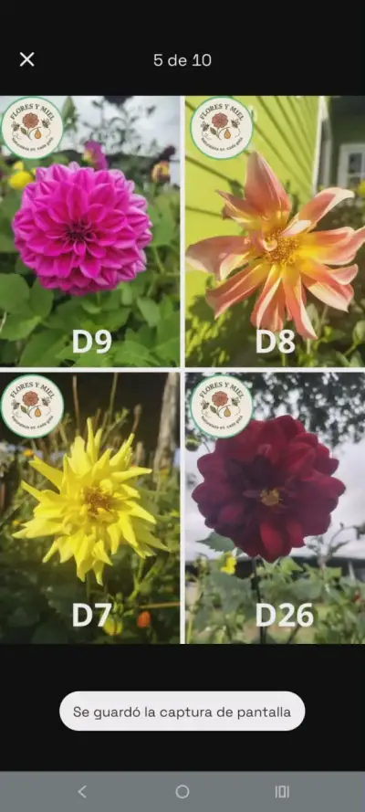 BULBOS DE DALIAS - miniatura 1