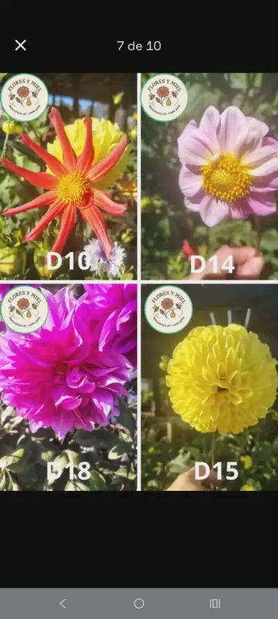 BULBOS DE DALIAS - miniatura 2