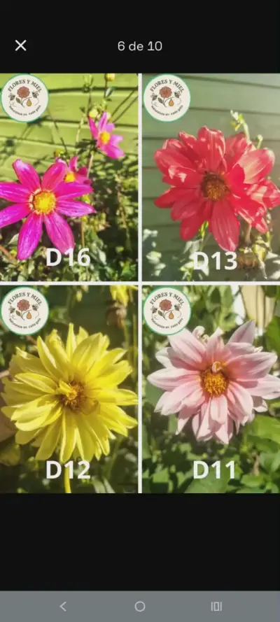 BULBOS DE DALIAS - miniatura 3