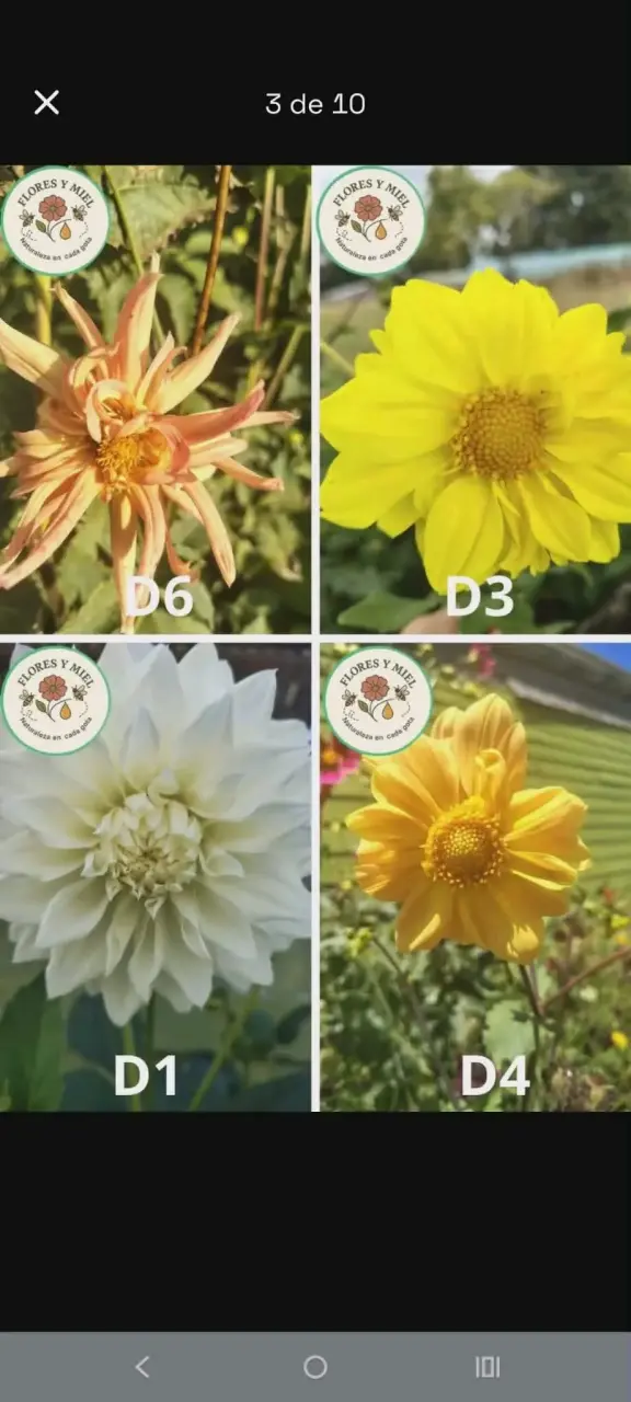 BULBOS DE DALIAS - 4
