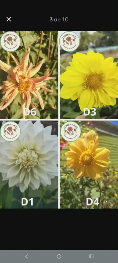 BULBOS DE DALIAS - miniatura 4