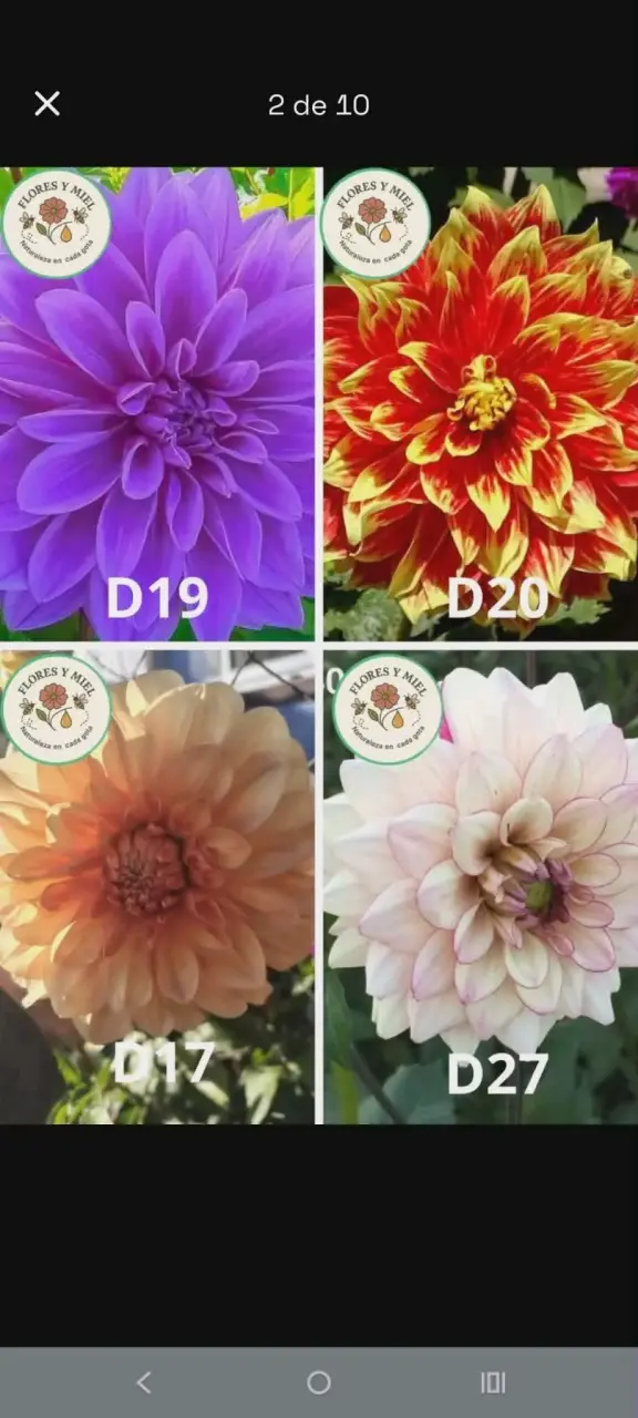 BULBOS DE DALIAS - 5