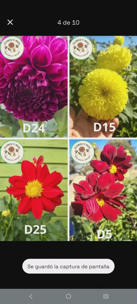BULBOS DE DALIAS - 6