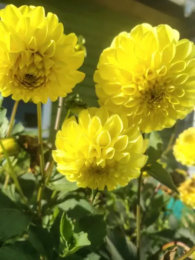BULBOS de DALIAS - miniatura 1