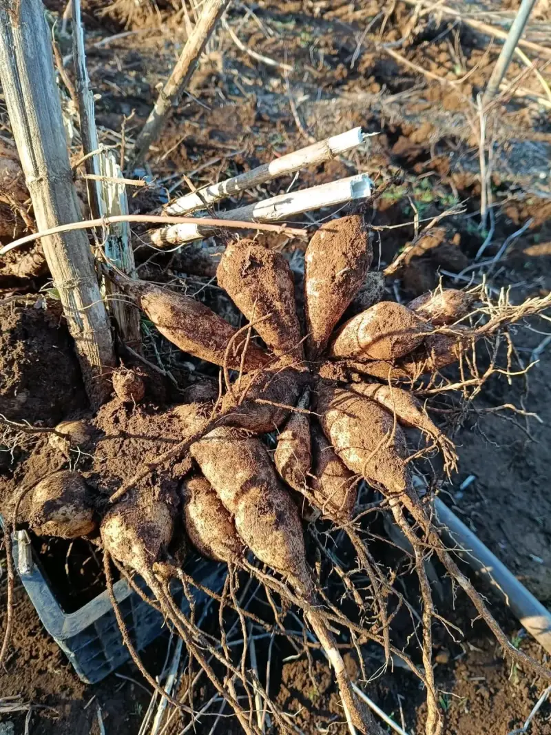BULBOS de DALIAS - 2