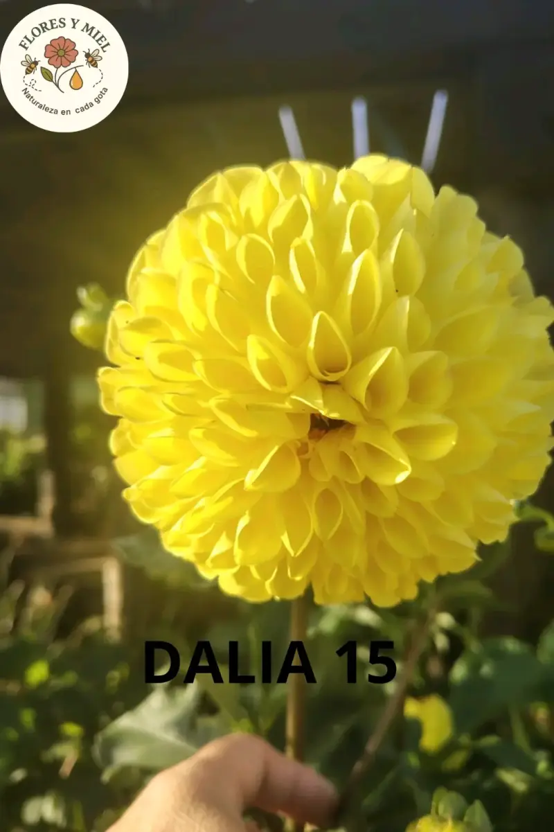 BULBOS de DALIAS - 3