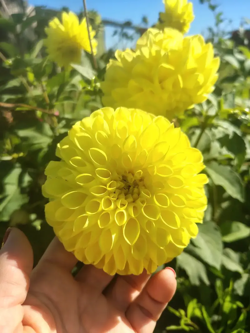 BULBOS de DALIAS - 4