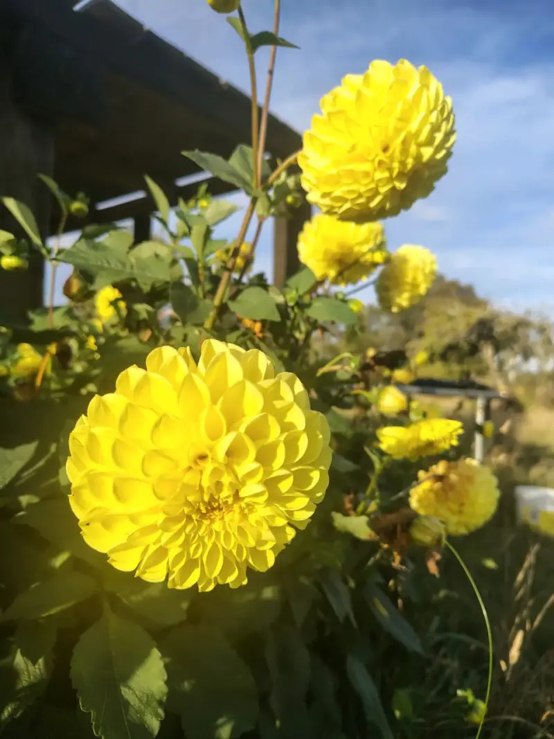 BULBOS de DALIAS - 5